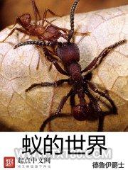 蚁的世界图片